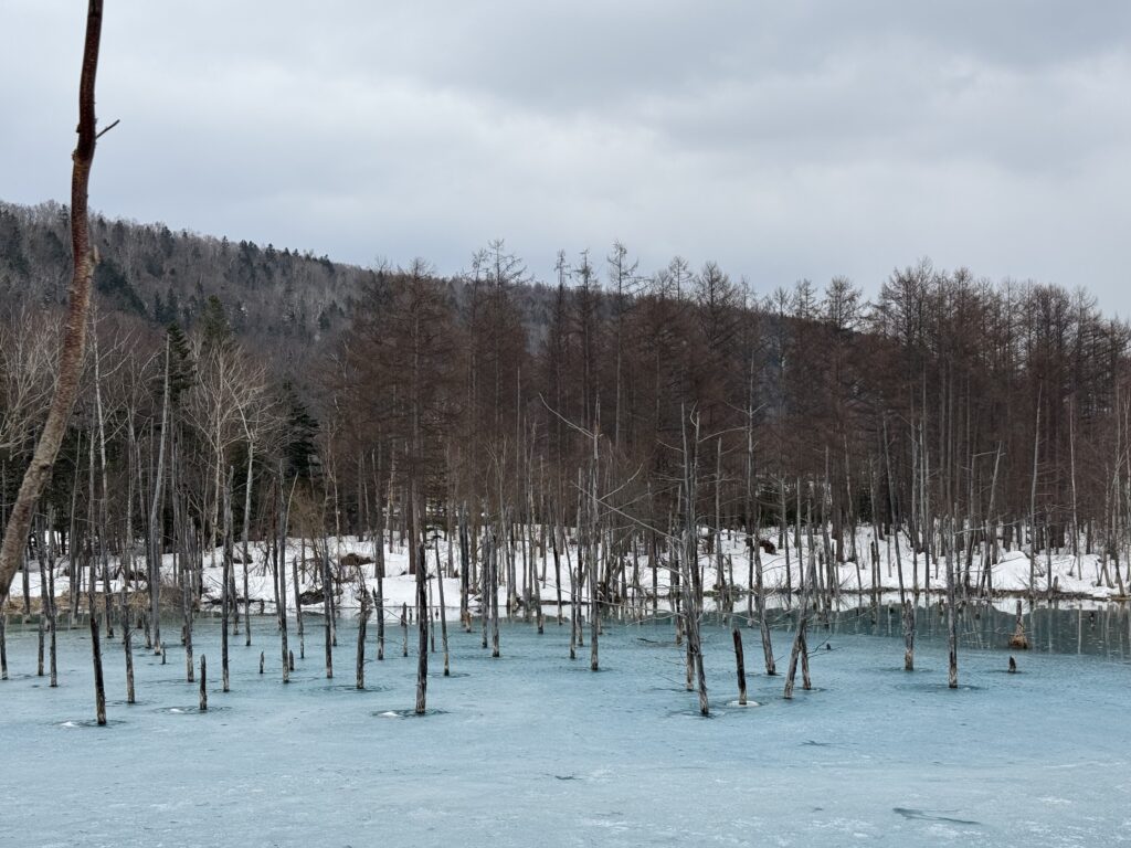 joynerary biei blue pond winter frozen hokkaido 01