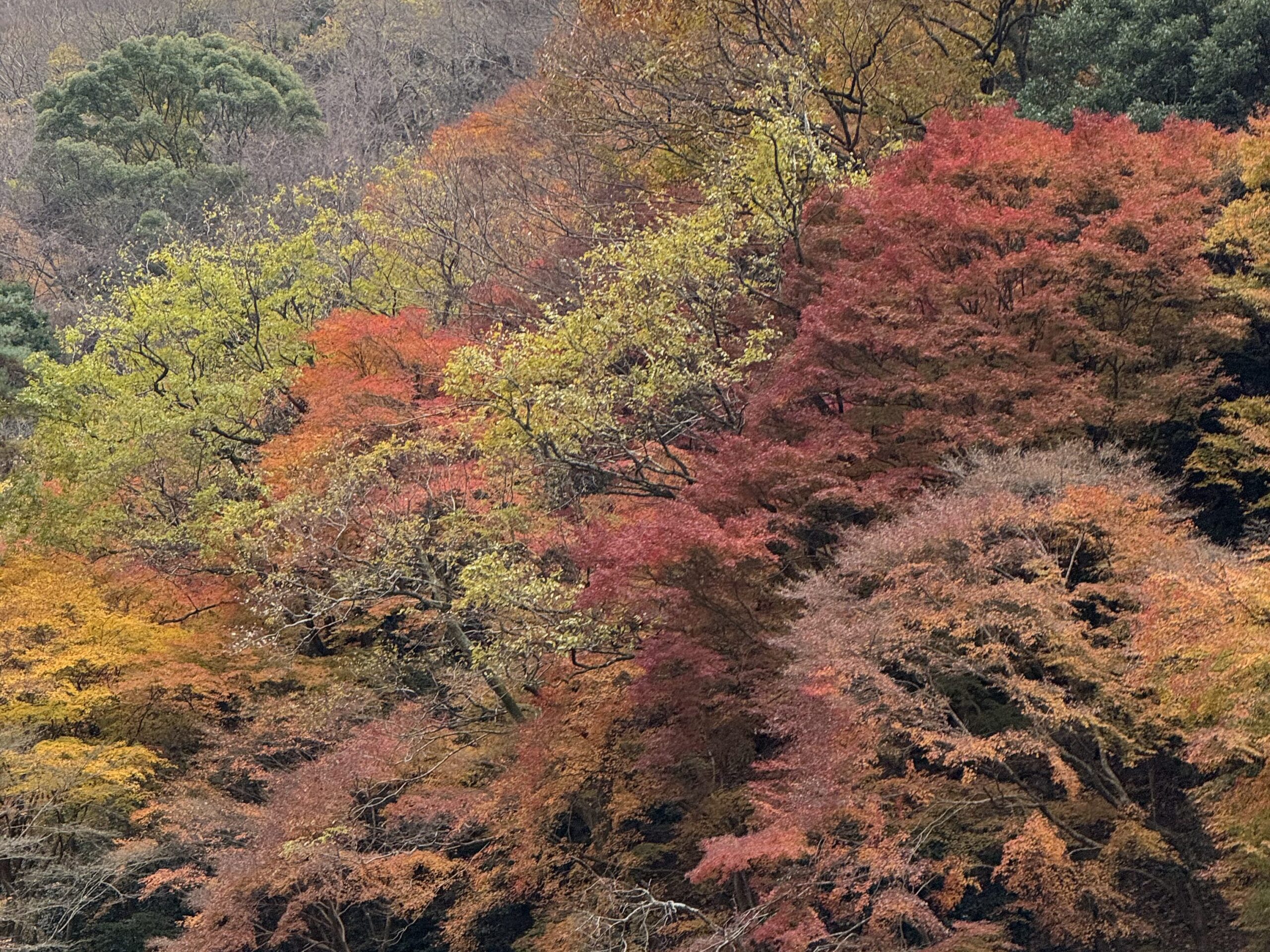 京都嵐山一日遊|嵐山小火車、保津川遊船、竹林小徑完整行程 joynerary arashiyama autumn leaves
