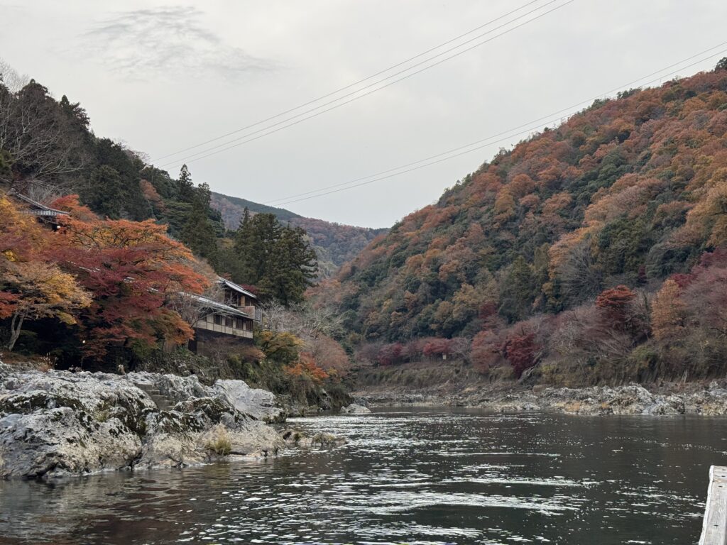 joynerary arashiyama autumn leaves cover