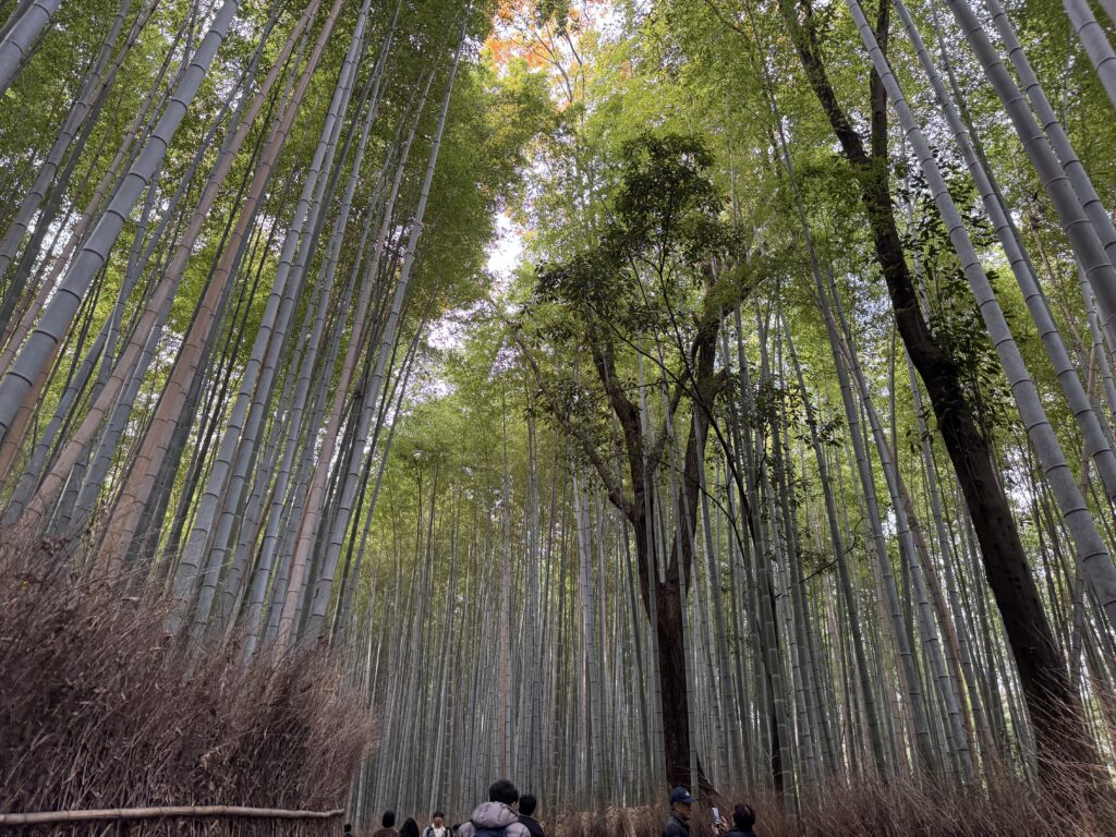 京都嵐山一日遊|嵐山小火車、保津川遊船、竹林小徑完整行程 joynerary arashiyama bamboo grove path